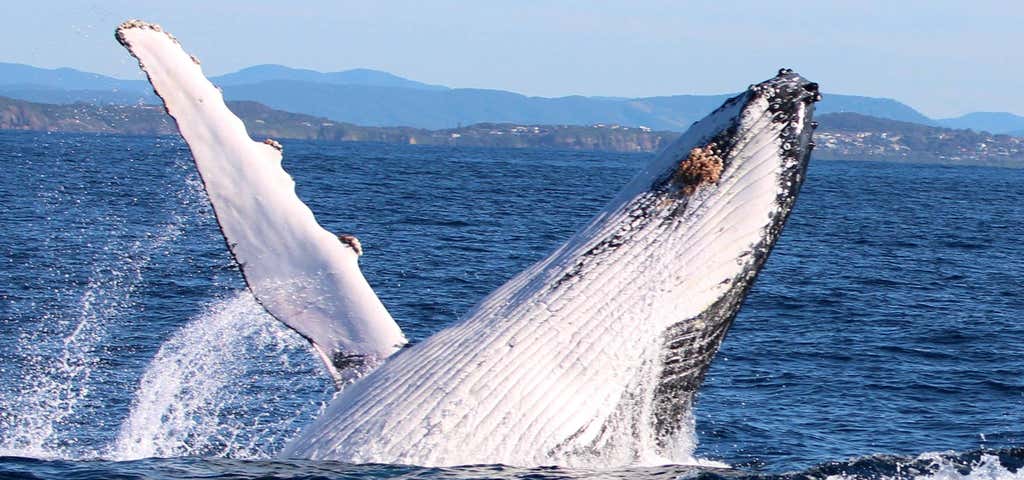 Photo of Amaroo Dolphin and Whale Watching Cruises