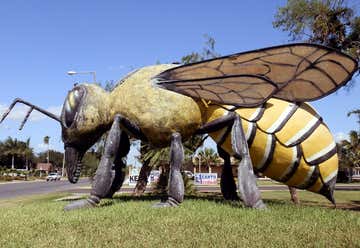 Photo of World's Largest Killer Bee