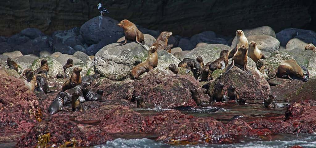 Photo of Seals by Sea Tours
