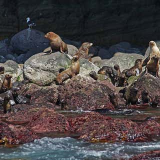Seals by Sea Tours