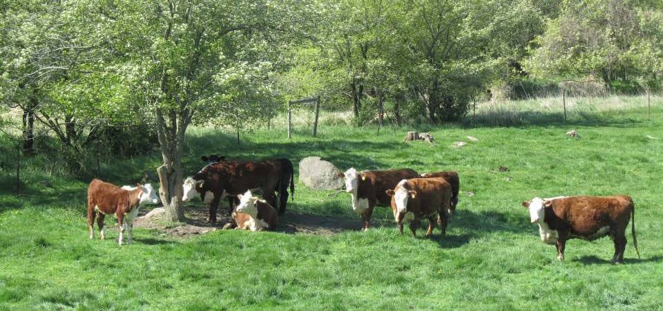 Photo of Meuer Farm