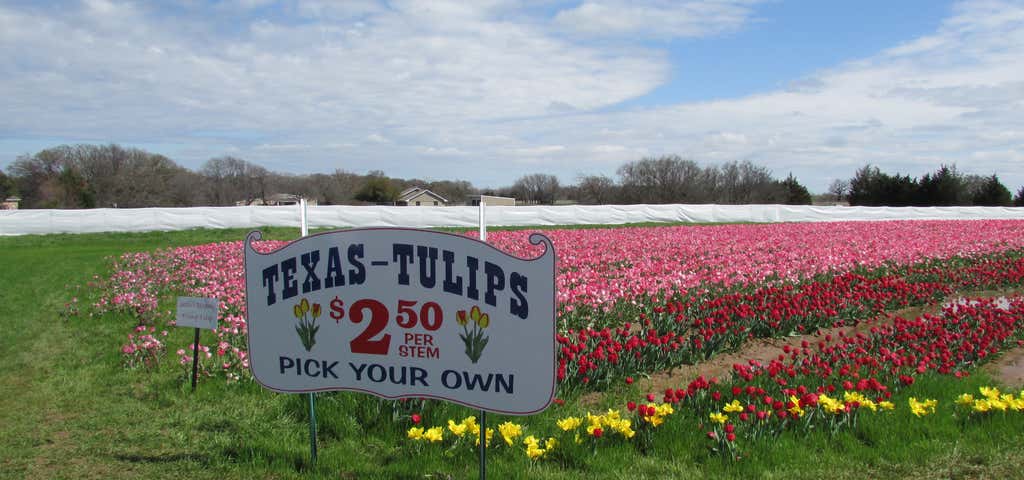 Photo of Texas Tulips