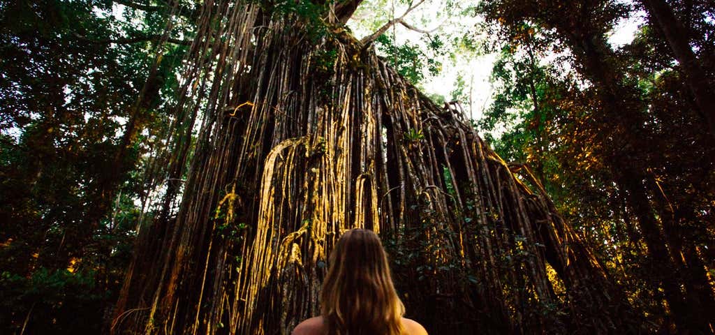 Photo of Curtain Fig National Park