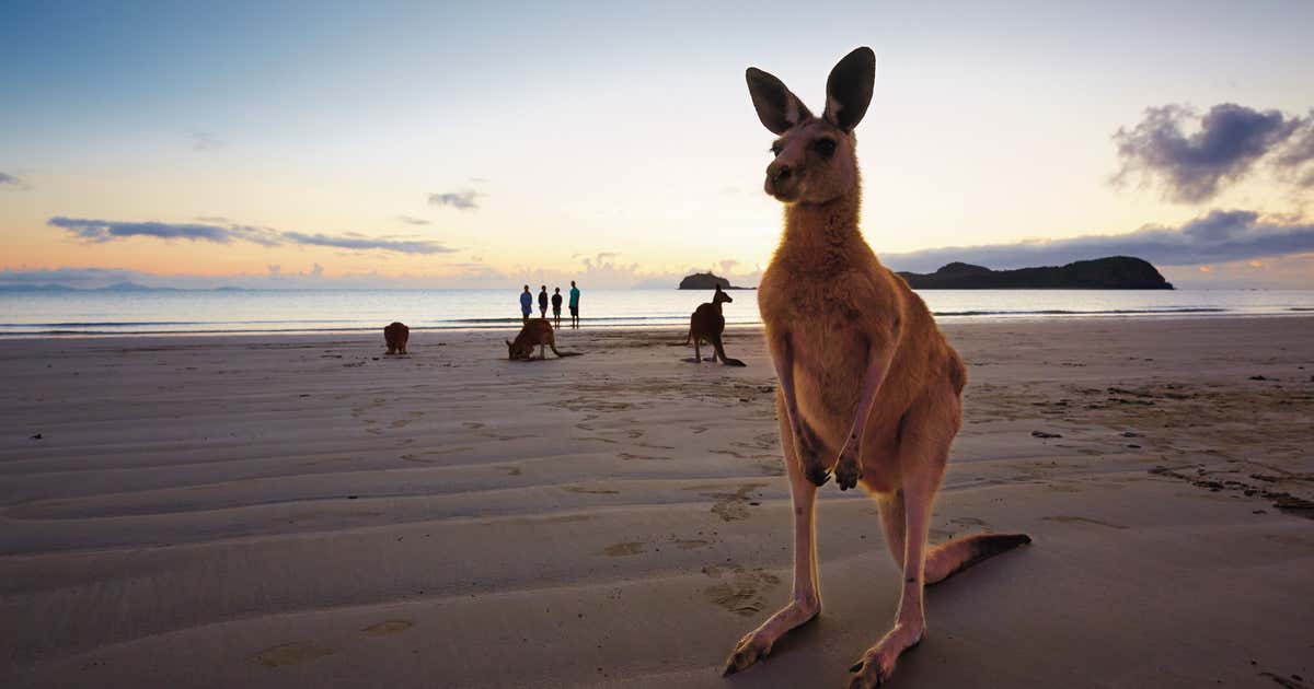 Queensland And Its Glorious Native Wildlife! Roadtrippers