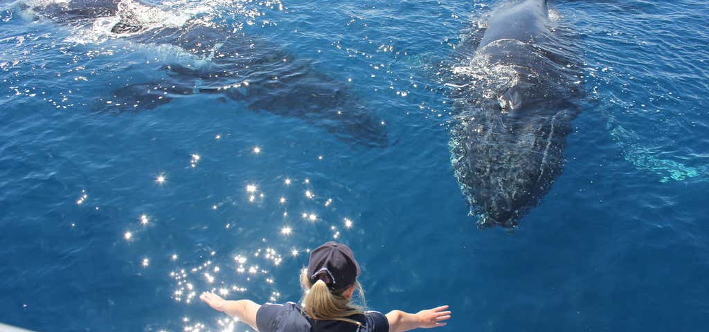 Photo of Freedom Whale Watch and Dive Charters