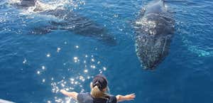 Freedom Whale Watch and Dive Charters