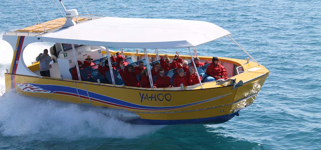 Photo of Yahoo Whale Watch Cruises