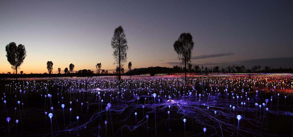 Photo of Field of Light Tours
