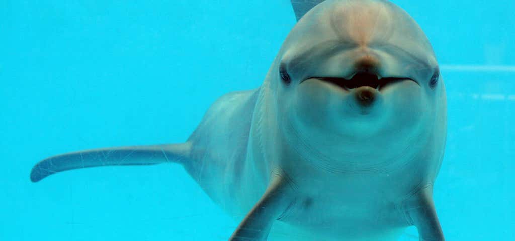 Photo of Dolphin Marine Magic
