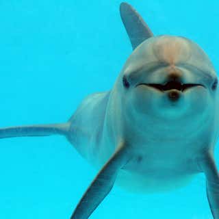 Dolphin Marine Magic