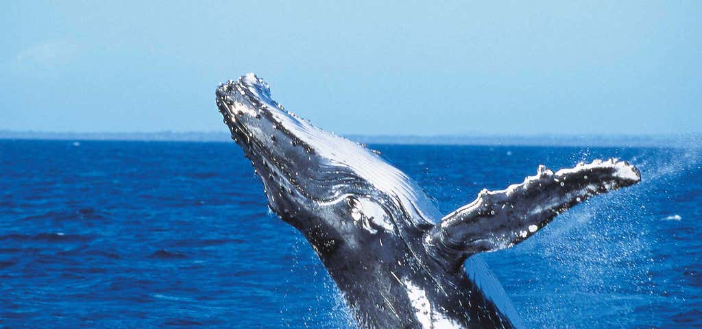 Photo of Fraser Island Whale Watch Cruise