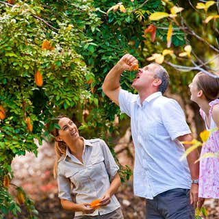 Tropical Fruit World