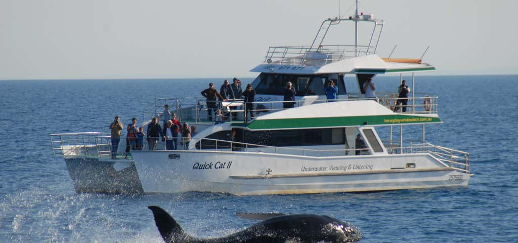 Photo of Hervey Bay Whale Watch Quick Cat II