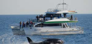 Hervey Bay Whale Watch Quick Cat II