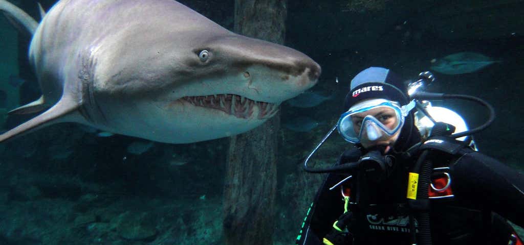 Photo of Shark Dive Xtreme