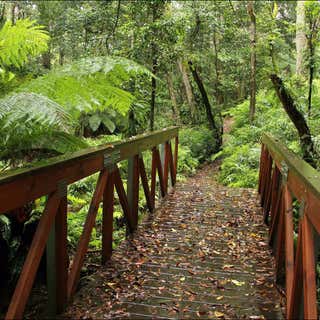 Goodenia Rainforest Walking Track