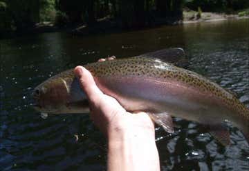 Photo of Steve Williamsons Trout Fishing Adventures