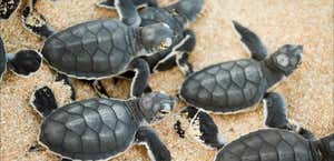 Turtle Nesting Season