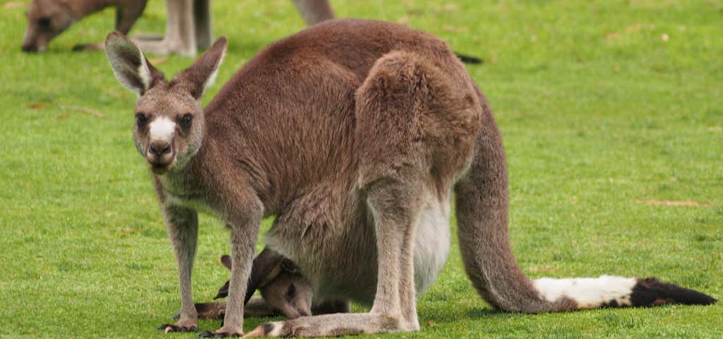 Photo of Kangaroo Tours at Pambula Merimbula Golf Club