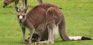 Kangaroo Tours at Pambula Merimbula Golf Club