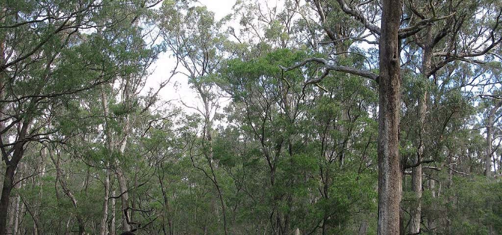 Photo of Ludlow Tuart Forest