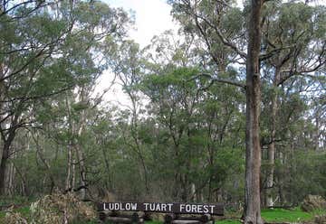 Photo of Ludlow Tuart Forest