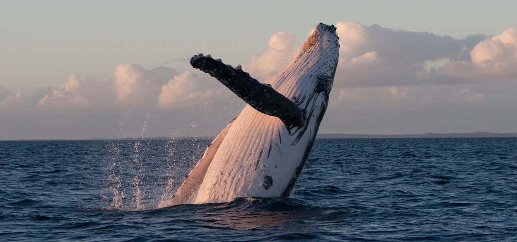 Photo of Pacific Whale Foundation Eco Adventures Australia