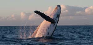 Pacific Whale Foundation Eco Adventures Australia