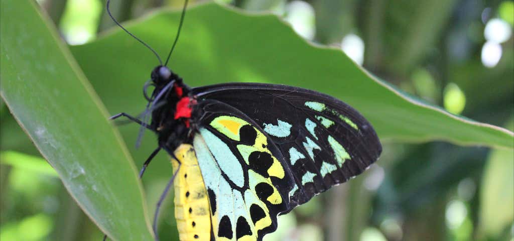 Photo of Australian Butterfly Sanctuary