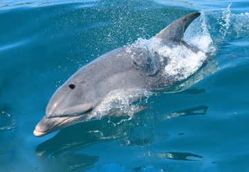 Photo of Sea All Dolphin Swims