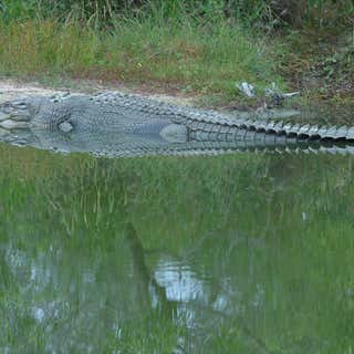 Koorana Crocodile Farm