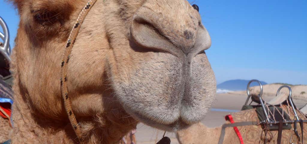 Photo of Port Macquarie Camel Safaris
