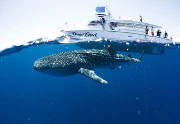Photo of Three Islands Whale Shark Dive