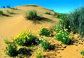 Photo of Simpson Desert National Park
