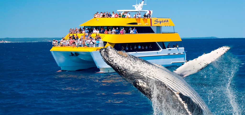 Photo of Spirit Of Hervey Bay Whale Watching Cruises