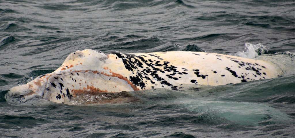 Photo of Whale Watch Western Australia