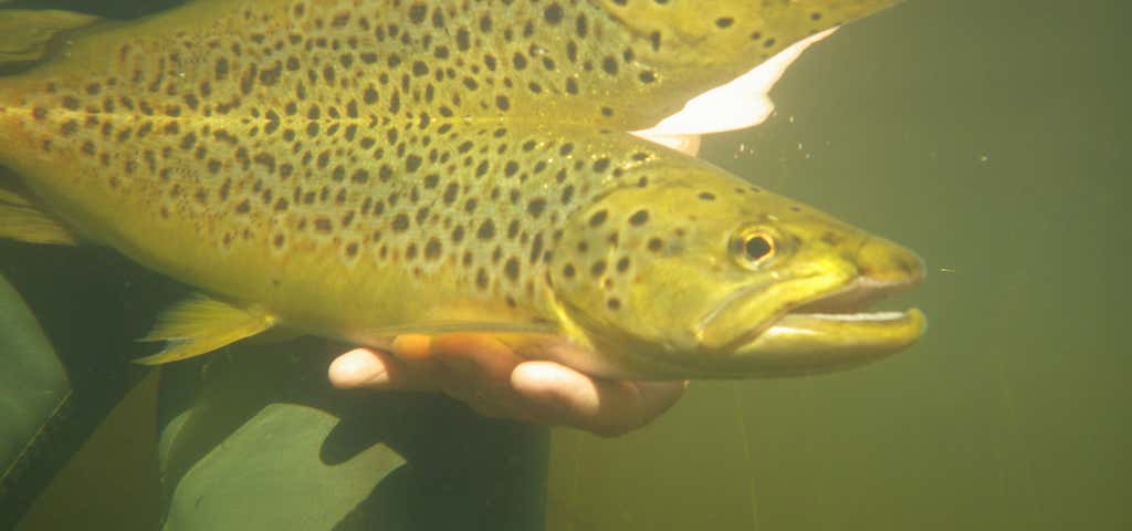 Photo of Red Tag Trout Tours