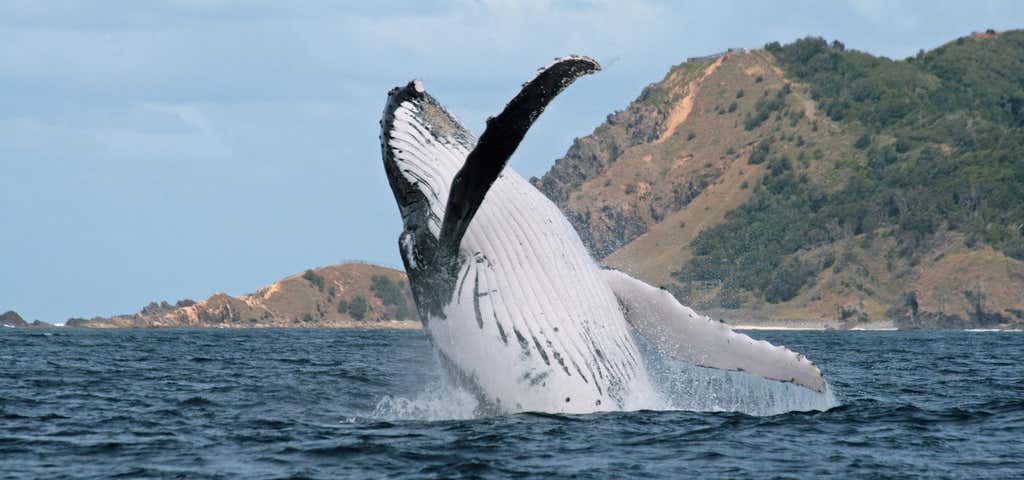 Photo of Whale Watching Byron Bay