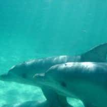 Kangaroo Island Marine Adventures