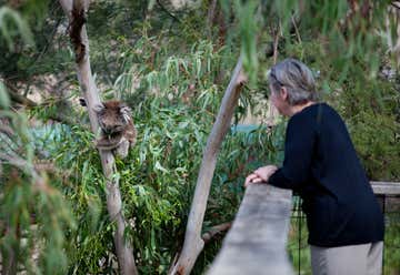 Photo of Koala Conservation Centre