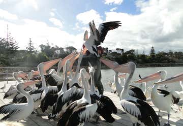 Photo of Kangaroo Island Pelican Feeding