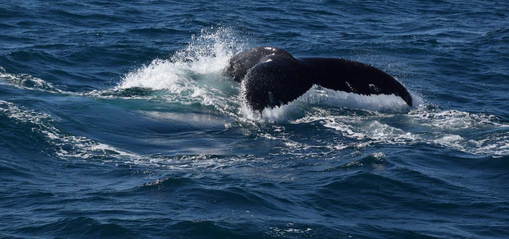 Photo of Whale One