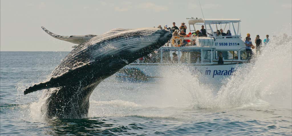 Photo of Whales in Paradise