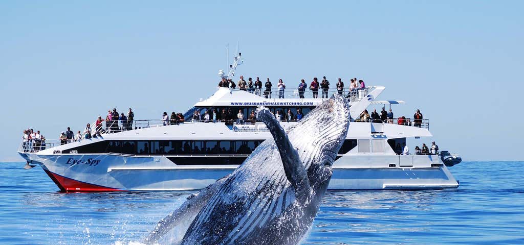 Photo of Brisbane Whale Watching