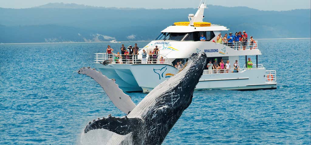 Photo of Whalesong Cruises Hervey Bay