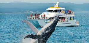 Whalesong Cruises Hervey Bay