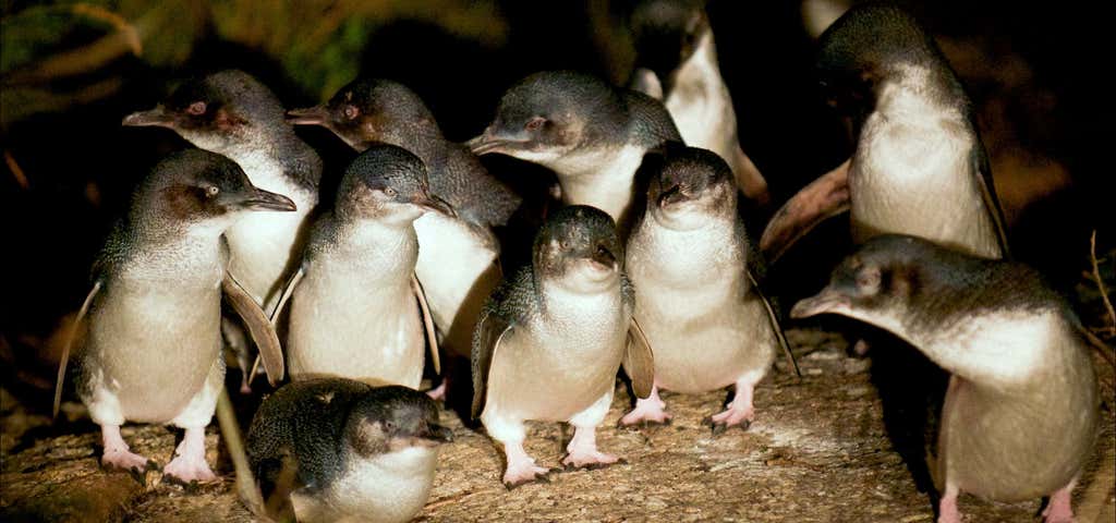 Photo of Bicheno Penguin Tours
