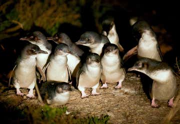 Photo of Bicheno Penguin Tours