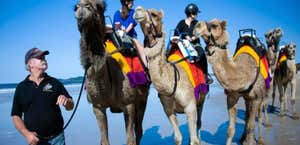Coffs Coast Camels