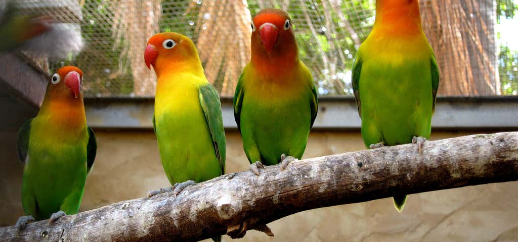 Photo of Rainbow Jungle - The Australian Parrot Breeding Centre